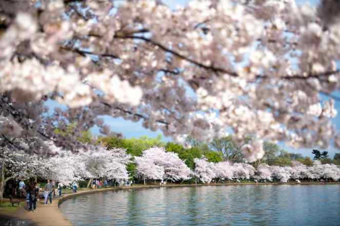 washington-dc-cherry-blossoms-march-20-2020-32-cherryblossomwatch-com-678x452402x